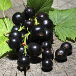 Черная смородина