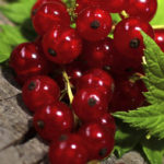 Красная смородина