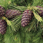 Польза и вред кедрового ореха