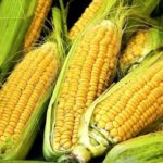 Кукуруза
