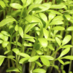 Кресс-салат