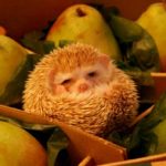 Хранение груш в ящике