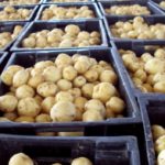 Картофель хранится в ящиках