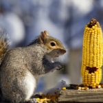 Белка кушает кукурузу