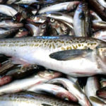 Минтай на прилавке