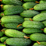 Свежие огурцы