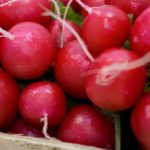 Свежая редиска