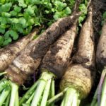 Только что выкопанная редька