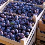 Сливы в ящиках