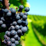 Темный виноград