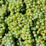 Гроздья зеленого сорта винограда