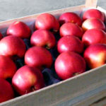Хранение яблок
