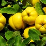 Айва на дереве