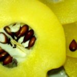 Разрезанный плод айвы