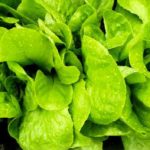 Свежий щавель