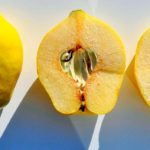 Айва в разрезе