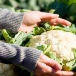 Цветная капуста в руках