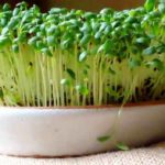 Идеальней всего кресс-салат хранится в грядке:)