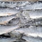 Замороженная селедка