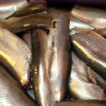 Селедка пригодная для варки