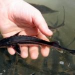 Маленькая стерлядь в руке