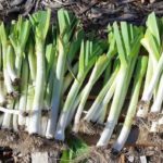 Хранение лука порей