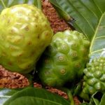 Ягоды нони