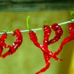 Острый перец – продукт долголетия
