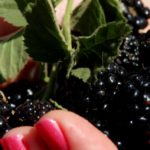 Спелая шелковица