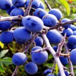 Ягоды терна