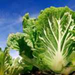 пекинская капуста польза и вред