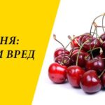 Польза и вред черешни