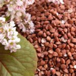 Польза и вред гречки