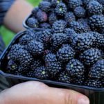 Польза и вред ежевики