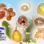 Минеральные вещества представляют собой необходимые компоненты питания, благодаря которым обеспечивается жизнедеятельность и полноценное развитие организма.