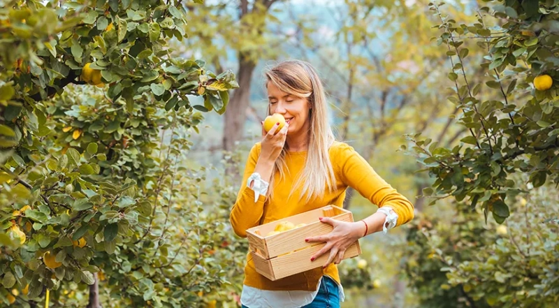 Можно ли есть сырую айву