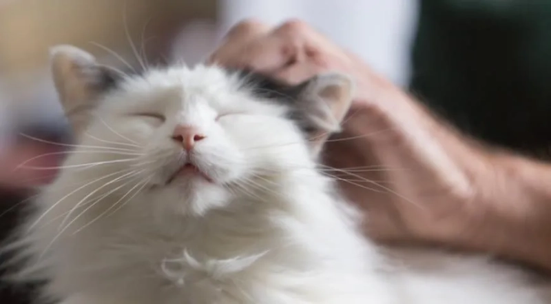 Всемирный день домашних животных в 2025 году: история и традиции праздника