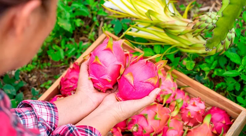 Какая питахайя вкуснее: белая или красная, и как долго ее можно хранить разрезанной